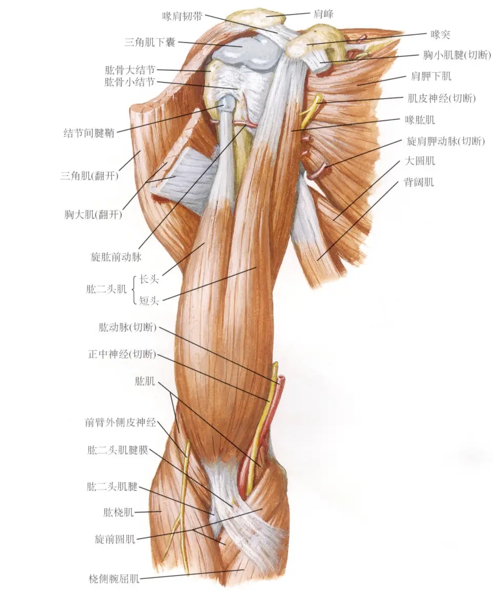 骨骼肌图片.png