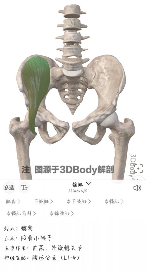 髂肌(1).jpg