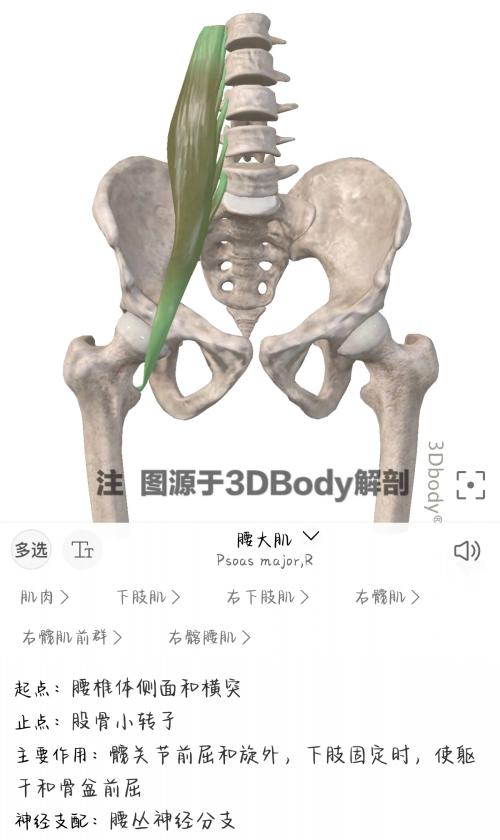 腰大肌(1).jpg